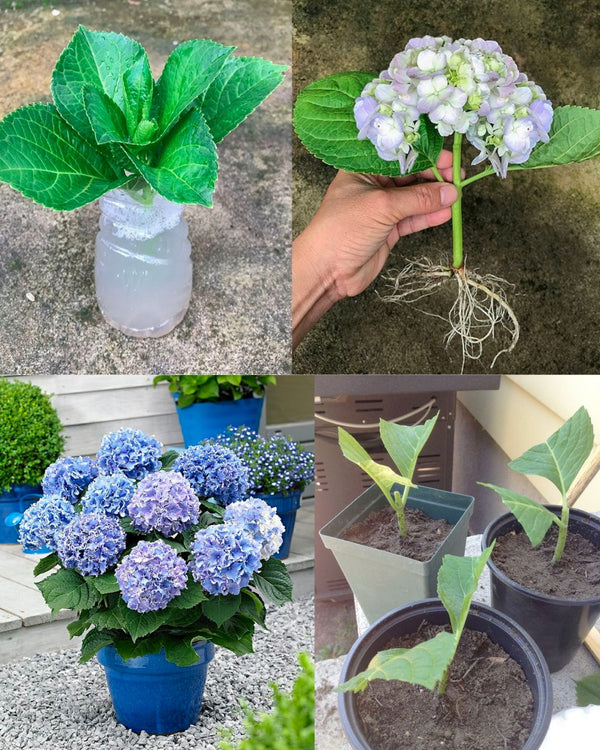 10 Steps to Growing Hydrangeas from Cuttings